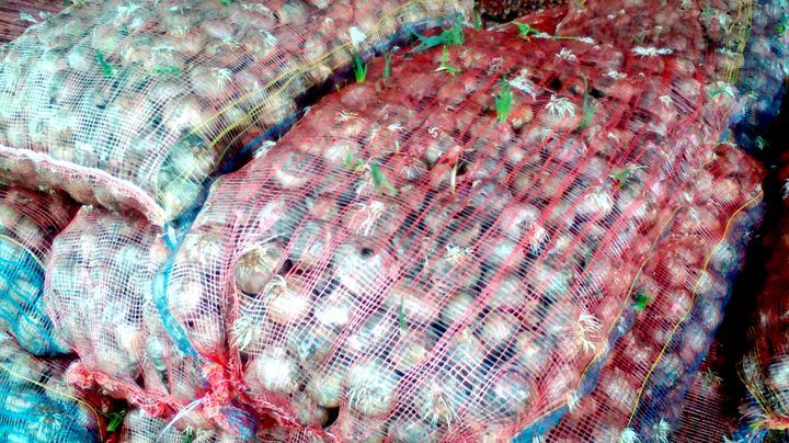 Planting onions kept on the platforms of Mandi ger मंडी के प्लेटफार्मों पर रखे प्याज कट्टों में अंकुरित हो गए